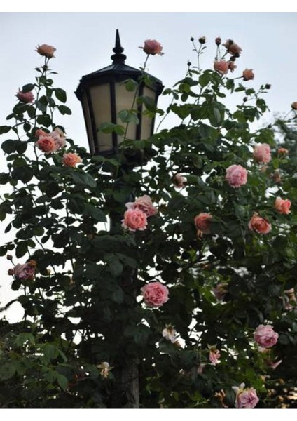 Videolu Sarmaşık Ponpon Pembe Renk (100 150 cm) Saksılı Aşılı Gül fırsatları