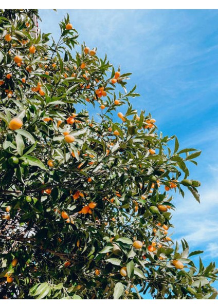 Videolu Bodur Kamkat Fidanı 1 Adet 50-80 cm Saksılı/ Tüplü Bahçe Bitkisi (Kumquat Sapling)