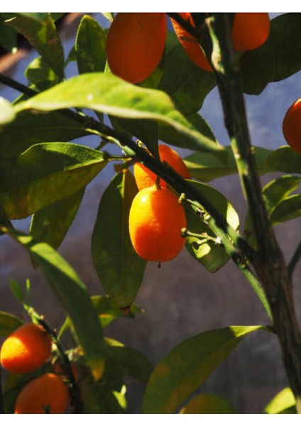 Videolu Bodur Kamkat Fidanı 1 Adet 50-80 cm Saksılı/ Tüplü Bahçe Bitkisi (Kumquat Sapling)