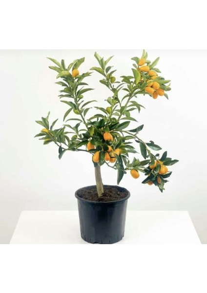 Videolu Bodur Kamkat Fidanı 1 Adet 50-80 cm Saksılı/ Tüplü Bahçe Bitkisi (Kumquat Sapling)