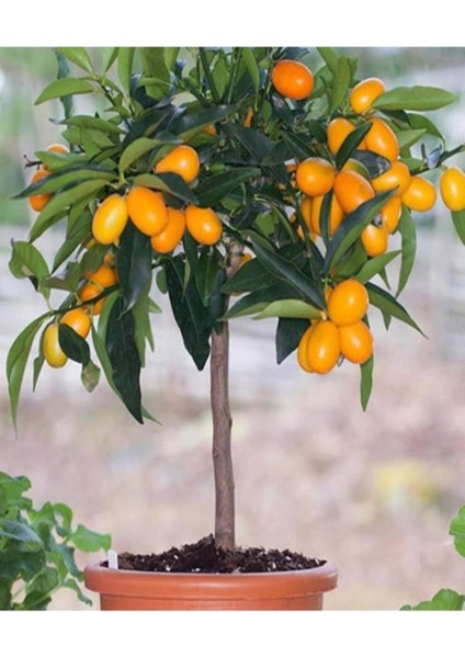 Videolu Bodur Kamkat Fidanı 1 Adet 50-80 cm Saksılı/ Tüplü Bahçe Bitkisi (Kumquat Sapling)