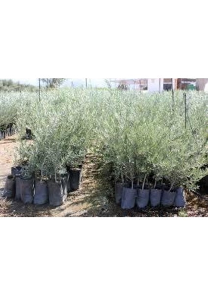 Videolu Gemlik Zeytin Fidanı Fidesi 80-190 cm Tüplü Aşılı Güller (Olive Tree Sapling)