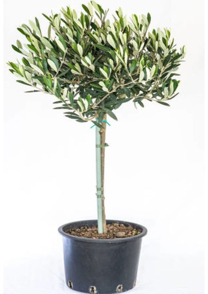 Videolu Gemlik Zeytin Fidanı Fidesi 80-190 cm Tüplü Aşılı Güller (Olive Tree Sapling)