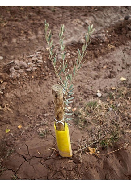 Videolu Gemlik Zeytin Fidanı Fidesi 80-190 cm Tüplü Aşılı Güller (Olive Tree Sapling)