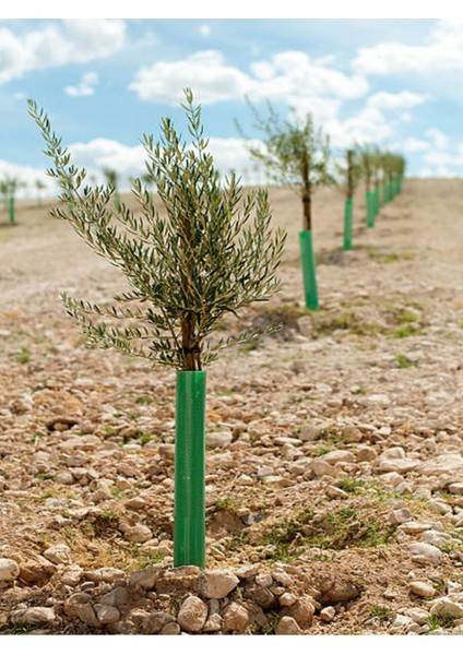 Videolu Gemlik Zeytin Fidanı Fidesi 80-190 cm Tüplü Aşılı Güller (Olive Tree Sapling)