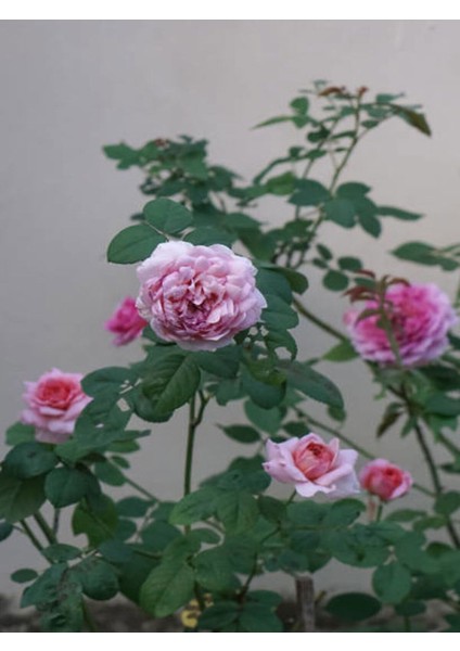 Videolu Sarmaşık Gül Fidanı Kokulu Açık Pembe (80 140 cm) Saksılı Aşılı Gül Pink Rose fırsatları