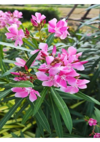 Videolu Zakkum Fidanı Pembe Renkli (10-15 cm) Tüplü 1 Adet Dış Mekan Bitkisi Pink Oleander