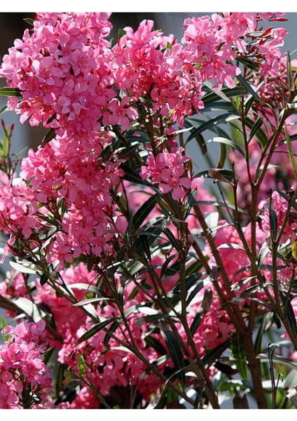 Videolu Zakkum Fidanı Pembe Renkli (10-15 cm) Tüplü 1 Adet Dış Mekan Bitkisi Pink Oleander