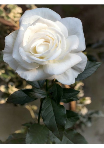 Videolu Yediveren Gül Fidanı Pembe ve Beyaz (30 60 cm) Saksılı 2 Adet Aşılı Gül Pink And White Rose