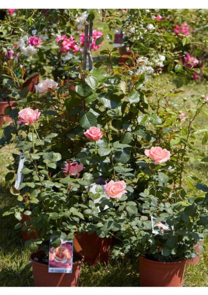 Videolu Yediveren Gül Fidanı Pembe ve Beyaz (30 60 cm) Saksılı 2 Adet Aşılı Gül Pink And White Rose