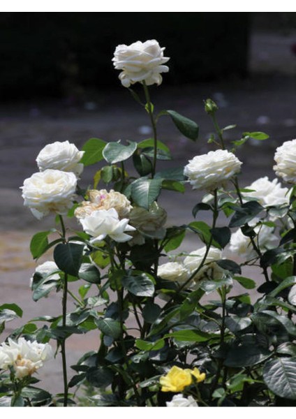 Videolu Yediveren Gül Fidanı Pembe ve Beyaz (30 60 cm) Saksılı 2 Adet Aşılı Gül Pink And White Rose
