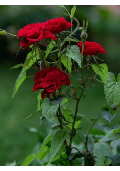 Videolu 1 Adet Kırmızı Gül Fidesi 10-15 cm Saksılı Tüplü (Red Rose Sapling)