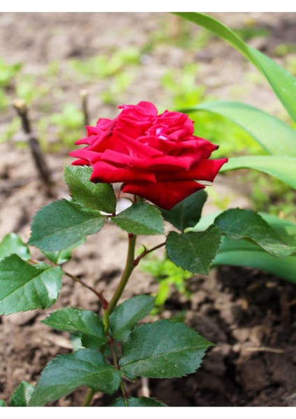 Videolu 1 Adet Kırmızı Gül Fidesi 10-15 cm Saksılı Tüplü (Red Rose Sapling)