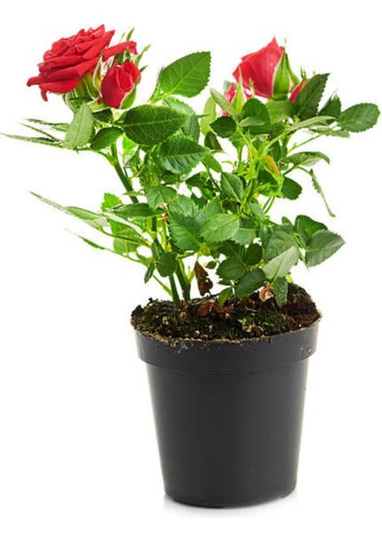 Videolu 1 Adet Kırmızı Gül Fidesi 10-15 cm Saksılı Tüplü (Red Rose Sapling)