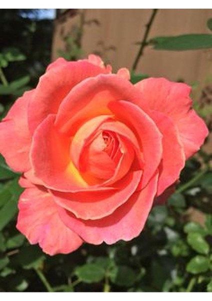 Videolu Yediveren Kokulu 1 Adet Somon Gül Fidanı (10-15 cm)Saksılı (Salmon Rose)