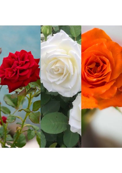 Videolu Kırmızı Beyaz ve Turuncu 3 Adet Kokulu Gül Fidanı 45-75 cm (Red White And Orange Rose)