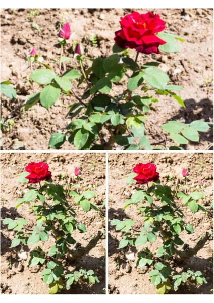 Videolu Kırmızı Yediveren (35- 60 cm) Saksılı 6 Adet Aşılı Gül Red Rose