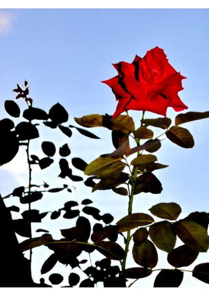Videolu Kırmızı Yediveren (35- 60 cm) Saksılı 6 Adet Aşılı Gül Red Rose