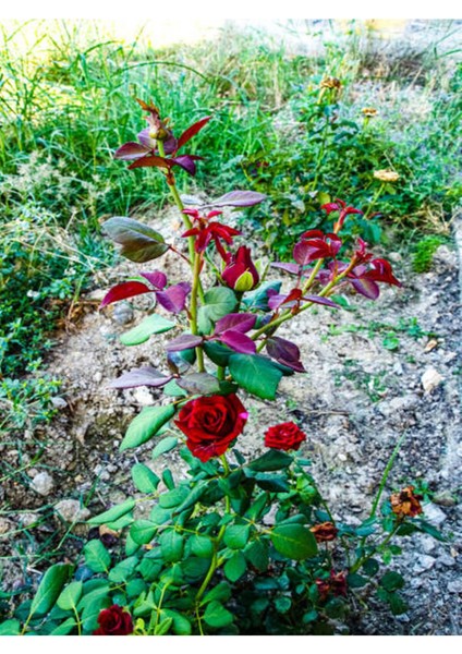 Videolu Kırmızı Yediveren (35- 60 cm) Saksılı 6 Adet Aşılı Gül Red Rose