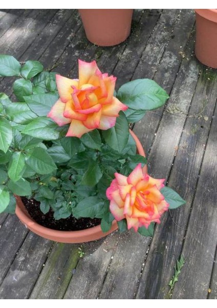 Videolu Turuncu Orange Pompon Yediveren (30 65 cm) Saksılı Aşılı Gül Orange Rose modelleri