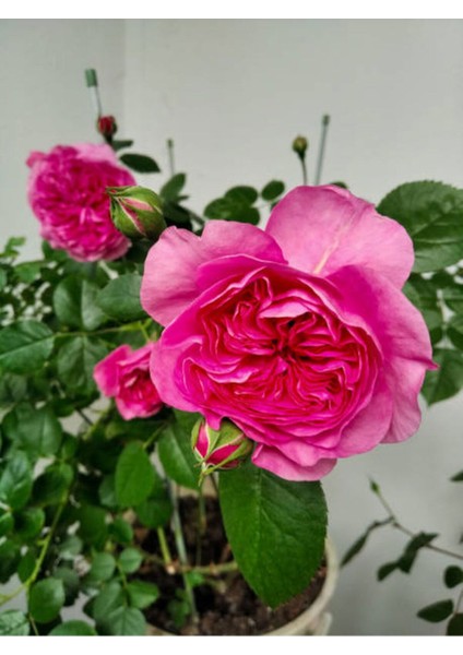 Videolu Yediveren Gül Fidanı (10-15 cm) Saksılı/Tüplü 1 Adet Aşılı Gül Pink Rose