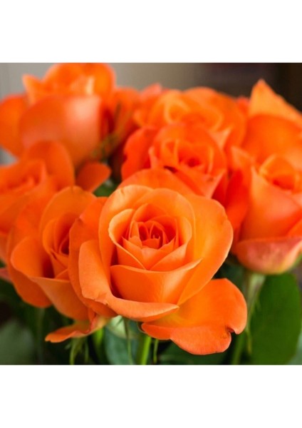 Videolu Turuncu Yediveren Kokulu Gül Fidanı 1 Adet (10-15 cm) Saksılı Aşılı Gül Orange Rose