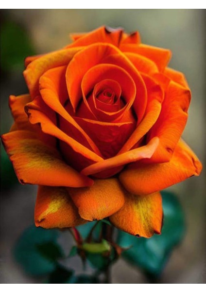 Videolu Turuncu Yediveren Kokulu Gül Fidanı 1 Adet (10-15 cm) Saksılı Aşılı Gül Orange Rose