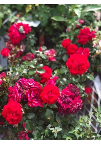 Videolu Isparta Meyland Kırmızı Kokulu Yediveren (10-15 cm) Saksılı/Tüplü Aşılı Gül Red Rose modelleri