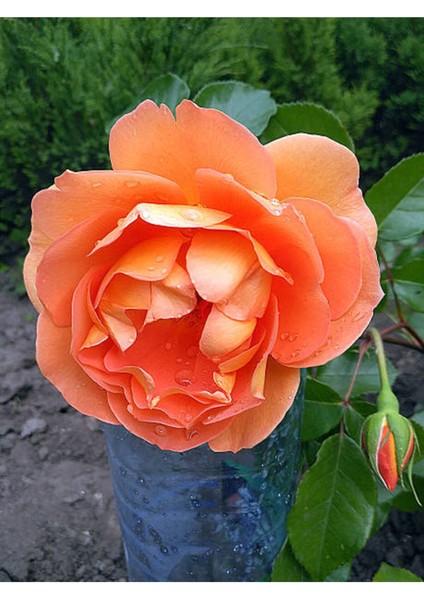 Videolu Turuncu Pompon Gül Fidanı 10-15 cm Saksılı/Tüplü Yediveren Gül Aşılı Güller (Orange Rose)