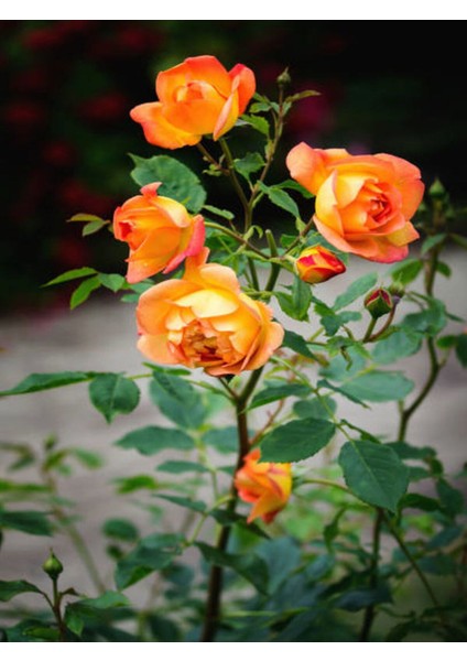 Videolu Turuncu Pompon Gül Fidanı 10-15 cm Saksılı/Tüplü Yediveren Gül Aşılı Güller (Orange Rose)