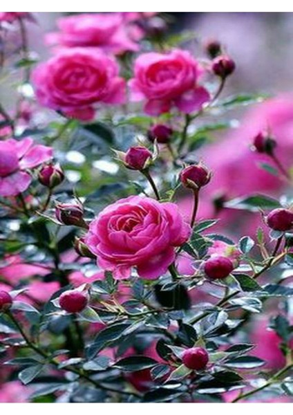 Videolu Fuji Gül Fidanı Saksılı/Tüplü 30-45 cm 2 Adet Yediveren Kokulu Aşılı Güller Roses
