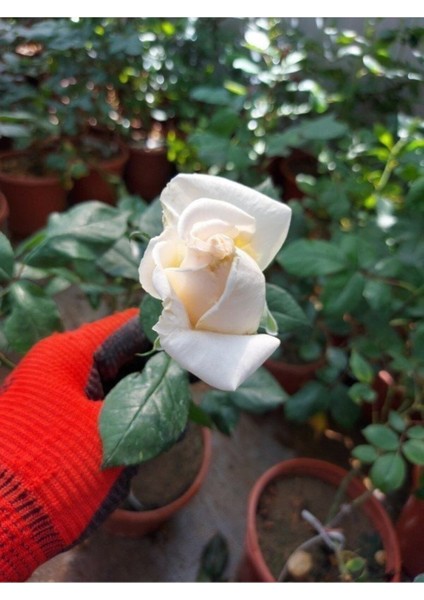 Videolu Aşılı Yediveren Kokulu Krem Gül Fidanı 10-15 cm Saksılı (Cream Rose Sapling)