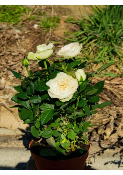 Videolu Aşılı Yediveren Kokulu Krem Gül Fidanı 10-15 cm Saksılı (Cream Rose Sapling)