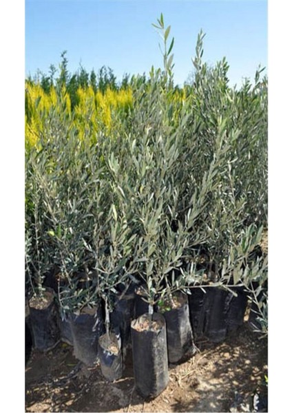 Videolu Gemlik Trilye Bodur Zeytin Fidanı 6 Adet 50-70 cm (Olive Sapling) Bahçe Bitkisi