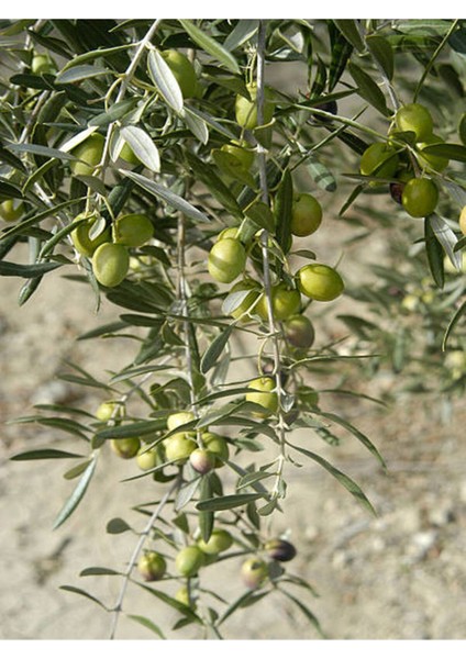 Videolu Gemlik Trilye Bodur Zeytin Fidanı 6 Adet 50-70 cm (Olive Sapling) Bahçe Bitkisi