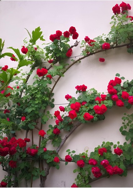 Videolu Kırmızı Yediveren Sarmaşık Gül Fidanı (50-80 cm) Tüplü Aşılı Gül (Red Rose)