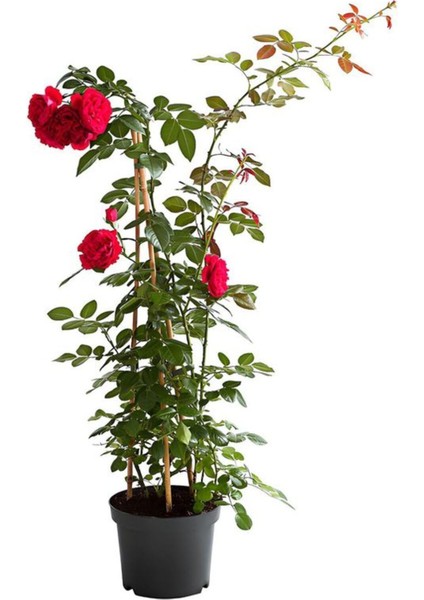 Videolu Kırmızı Yediveren Sarmaşık Gül Fidanı (50-80 cm) Tüplü Aşılı Gül (Red Rose)