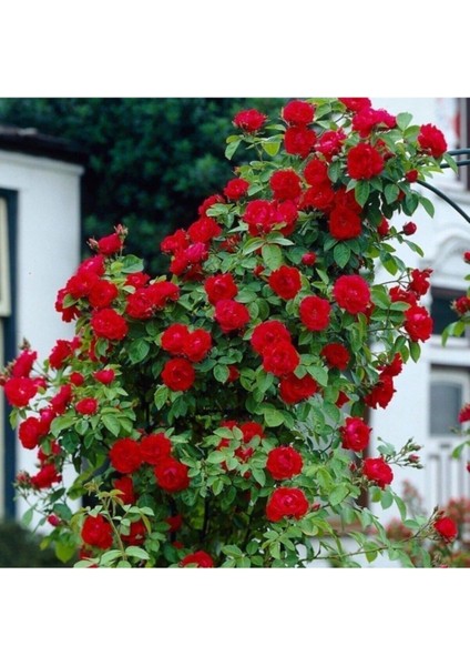 Videolu Kırmızı Yediveren Sarmaşık Gül Fidanı (50-80 cm) Tüplü Aşılı Gül (Red Rose)