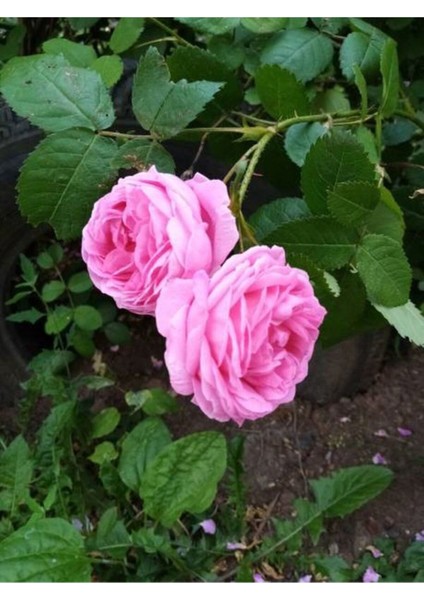 Videolu Pembe Yediveren Gül (25 35 cm) Saksıda Aşılı Gül Fidanı Pink Rose fiyatları