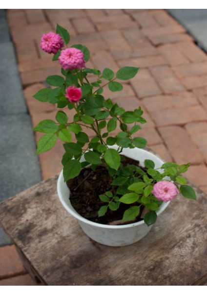 Videolu Pembe Yediveren Gül (25 35 cm) Saksıda Aşılı Gül Fidanı Pink Rose modelleri