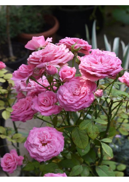 Videolu Pembe Yediveren Gül (25 35 cm) Saksıda Aşılı Gül Fidanı Pink Rose fırsatları
