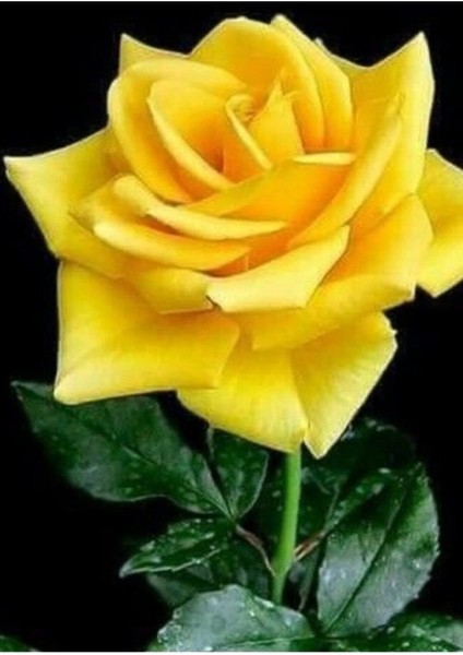 Videolu Sarı Aşılı Yediveren Gül (55 65 cm) Fidanı Saksıda Aşılı Gül Yellow Rose
