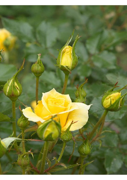 Videolu Sarı Aşılı Yediveren Gül (55 65 cm) Fidanı Saksıda Aşılı Gül Yellow Rose fiyatları