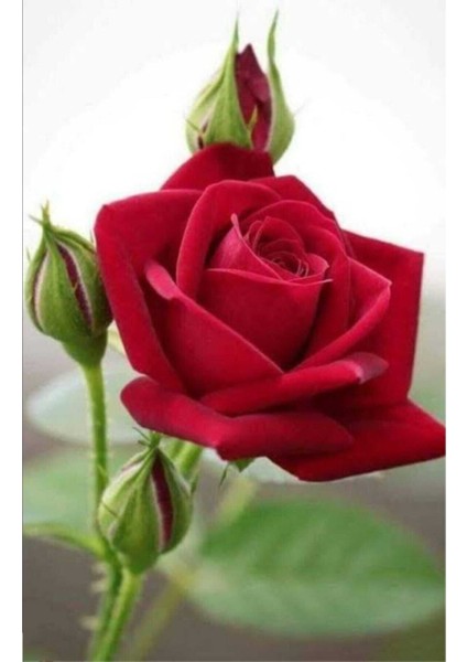 Videolu Yediveren Kırmızı Gül Fidanı (23 35 cm) Saksılı Aşılı Gül Red Rose