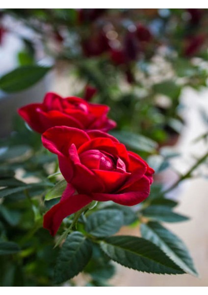 Videolu Yediveren Kırmızı Gül Fidanı (23 35 cm) Saksılı Aşılı Gül Red Rose