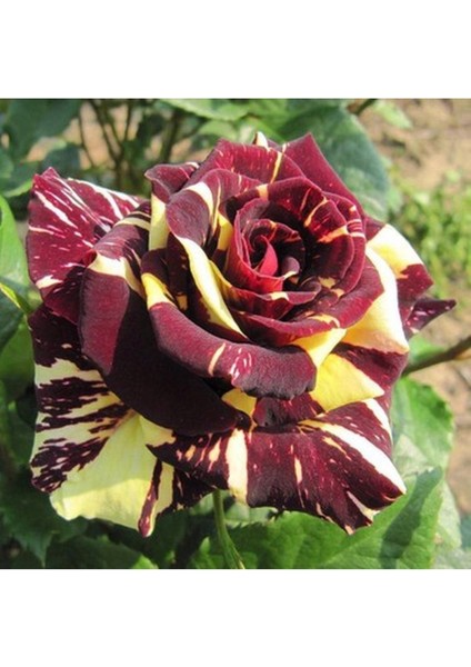 Videolu Sihirbaz Rengarenk Gül (35 45 cm) Tüplü Aşılı Gül Magician's Rose