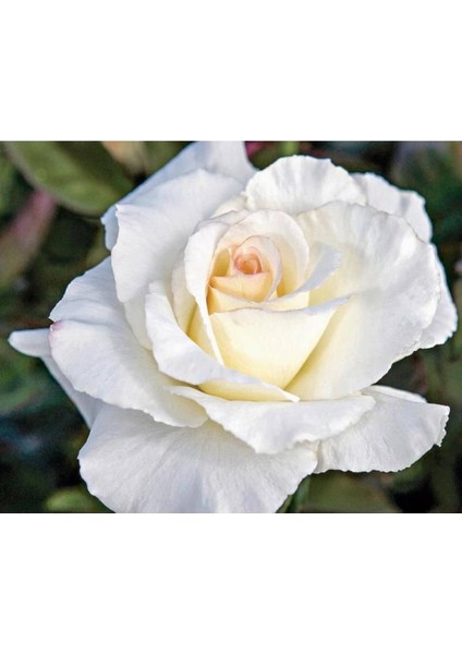 Videolu Beyaz Sarmaşık Gül Fidanı Kokulu [90 - 140 cm] Saksılı Aşılı Gül White Rose fiyatları