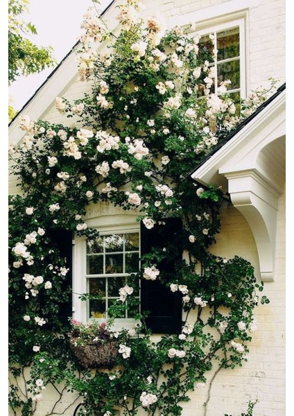 Videolu Beyaz Sarmaşık Gül Fidanı Kokulu [90 - 140 cm] Saksılı Aşılı Gül White Rose modelleri
