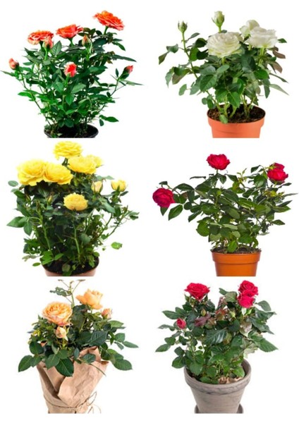 Videolu Yediveren Gül Seti (50 - 60 cm ) 5 Adet (Sarı Kırmızı Beyaz Pembe Turuncu) "multiflora Rose"