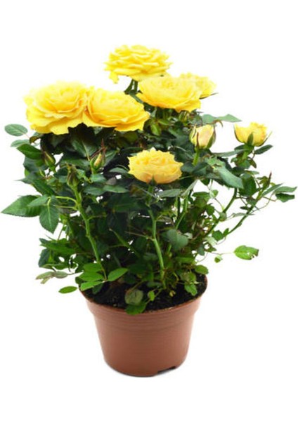 Videolu Yediveren Gül Seti (50 - 60 cm ) 5 Adet (Sarı Kırmızı Beyaz Pembe Turuncu) "multiflora Rose"